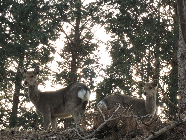 塔ノ岳からの下山途中