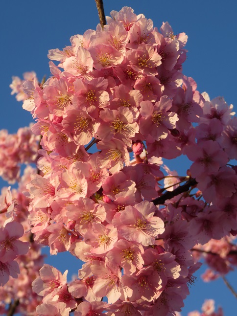 菜の花河津桜早朝