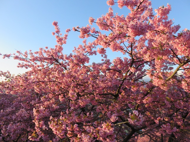 河津桜斜面