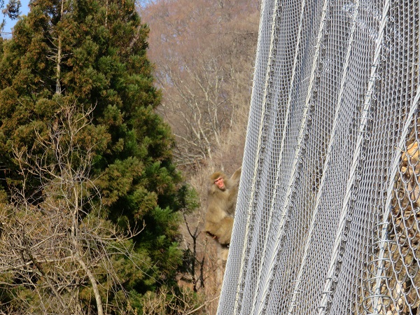 野陣尾根林に野生の猿