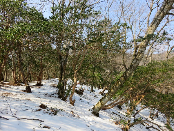 野陣尾根(富田新道)から小雲取山急登ルート