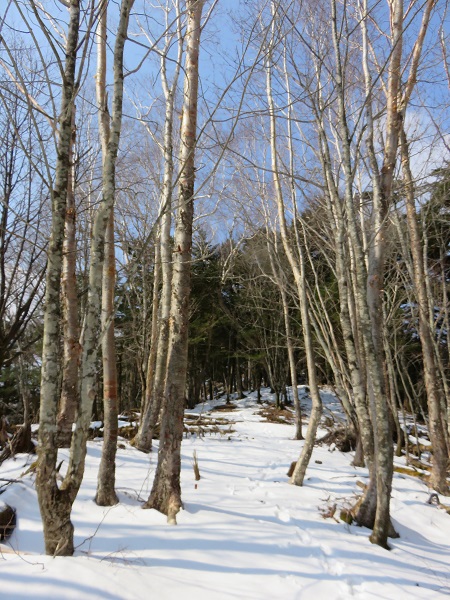 富田新道の様子