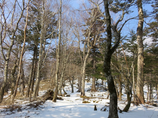 富田新道・野陣尾根のサワラノ平