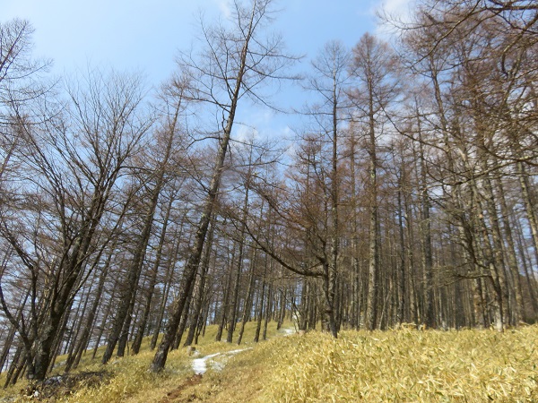 小雲取山への登山道
