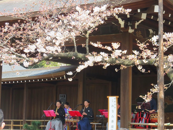 桜と演奏会