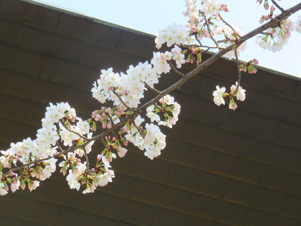 靖国神社周辺の桜