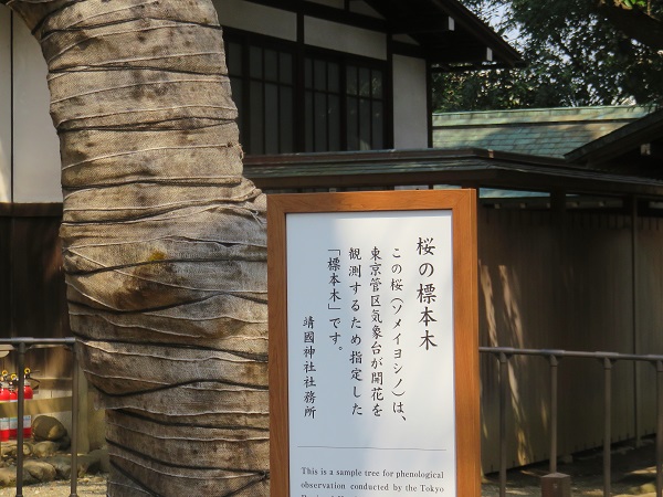 靖国神社の桜の標本木