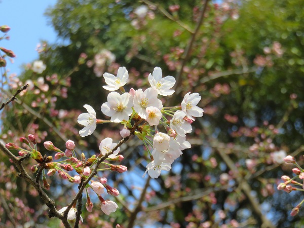 靖国神社の標本木の桜開花