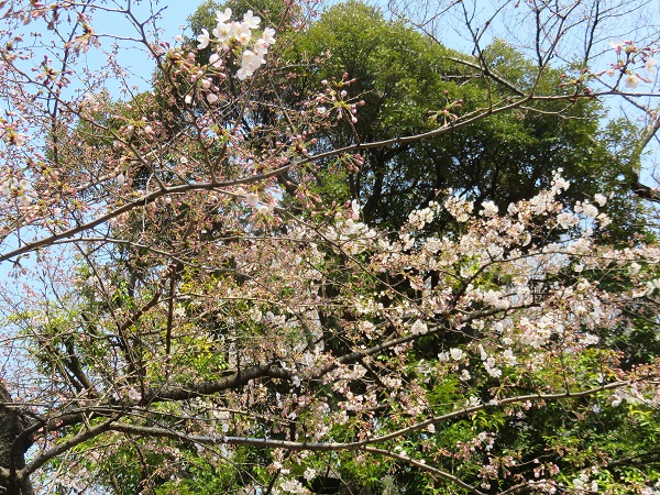 靖国神社の桜の標本木の開花状況