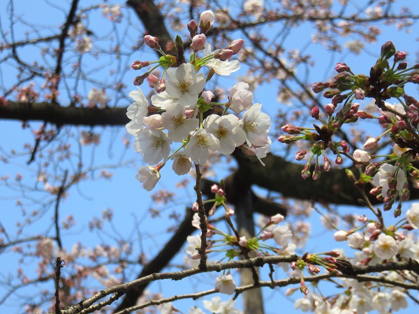 都内の桜の開花状況