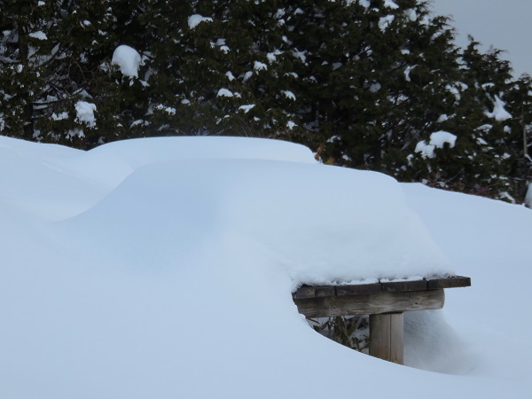 竜ヶ馬場のベンチの様子