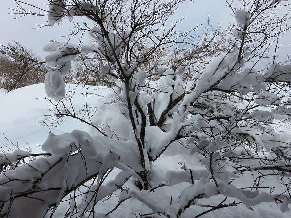 丹沢山・蛭ヶ岳周辺は積雪量が一気に増える