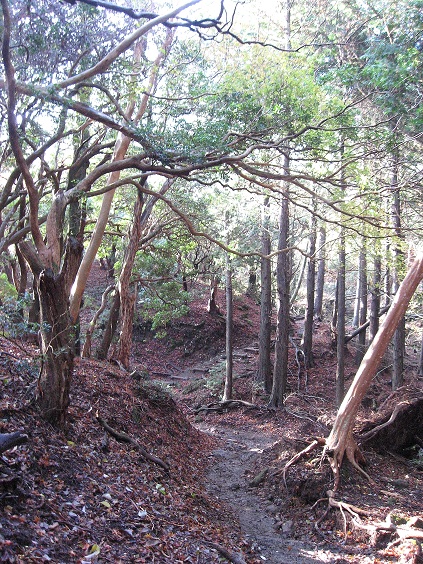 天城山登山口か雰囲気の良い