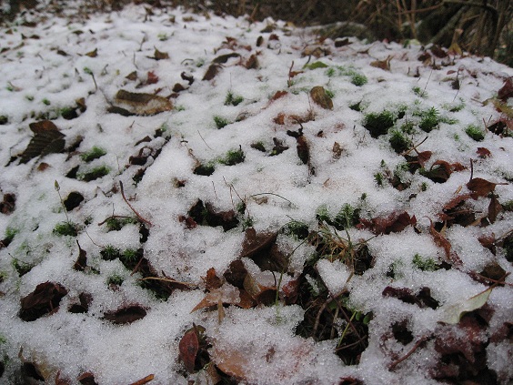 伊豆半島標高1,100ｍ付近から雪道