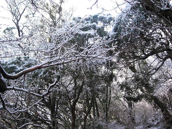 天城山の霧氷