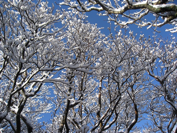 万三郎岳周辺の紅葉がない