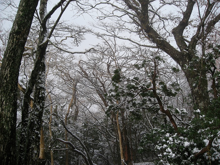 万三郎岳登山道ガスが広がる