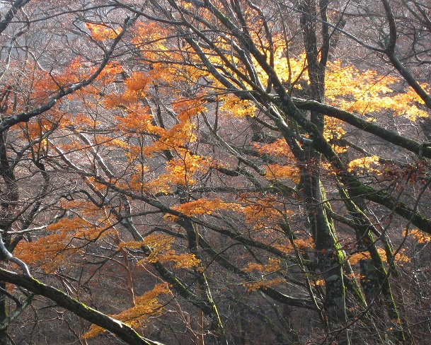 天城山万三郎岳周辺の紅葉