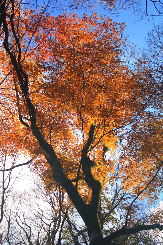 天城山の紅葉も素晴らしい