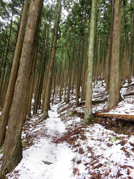 丹沢三峰の尾根