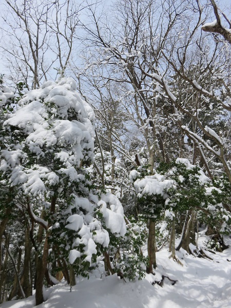 丹沢積雪が増えて