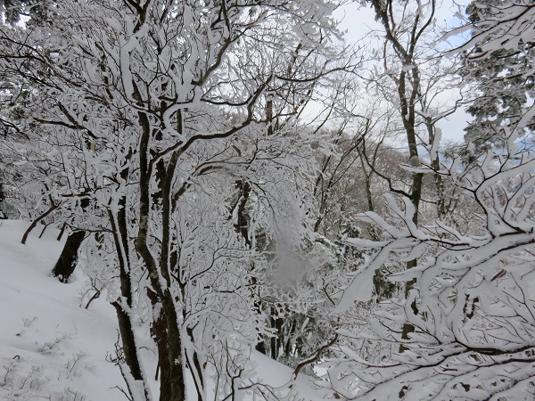 本間ノ頭から円山木頭・丹沢山霧氷