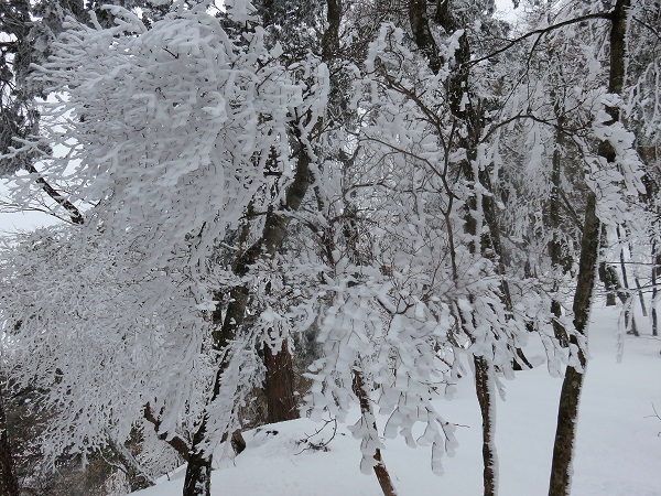 積雪期の丹沢山縦走景色