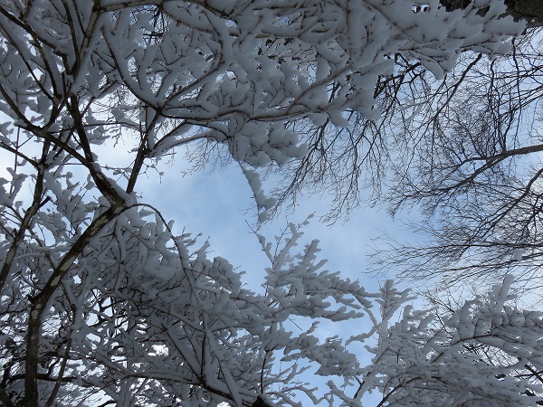 積雪期の丹沢山縦走青空