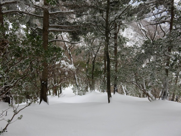 丹沢山（太礼ノ頭）へ至る登山道雪景色