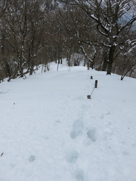 円山木ノ頭方面を振り返えり