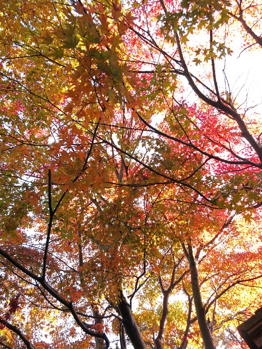 宮ヶ瀬湖周辺の紅葉