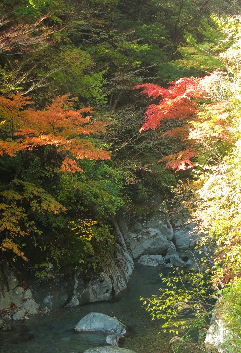 宮ヶ瀬湖渓谷には紅葉
