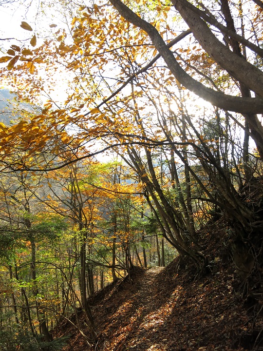 早戸大滝に進むにつれて紅葉