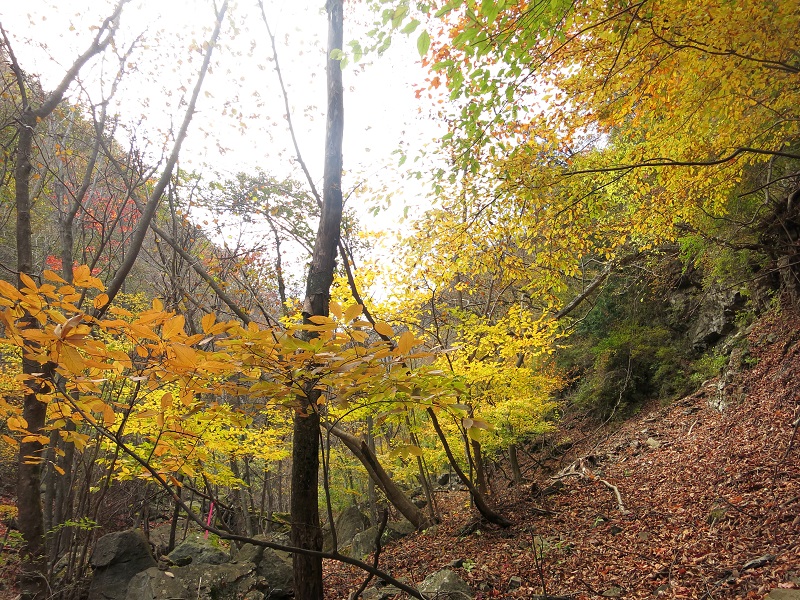 雷平付近の紅葉写真