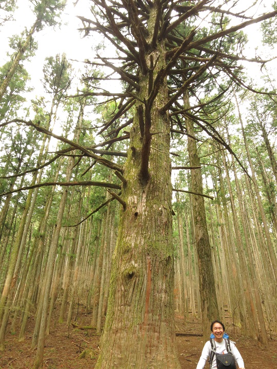 「大杉の広場」