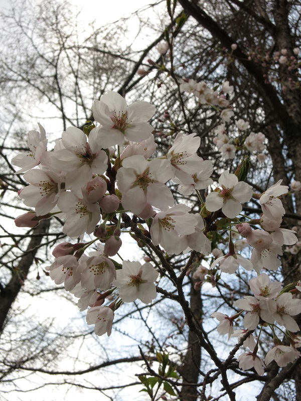 武甲山桜