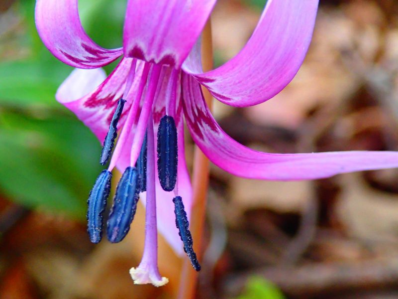 武甲山の山頂に咲いていたカタクリのお花