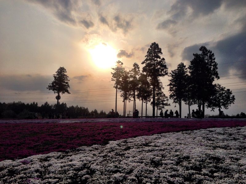 羊山公園からの夕日