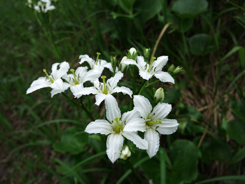 木綿の花のようお花