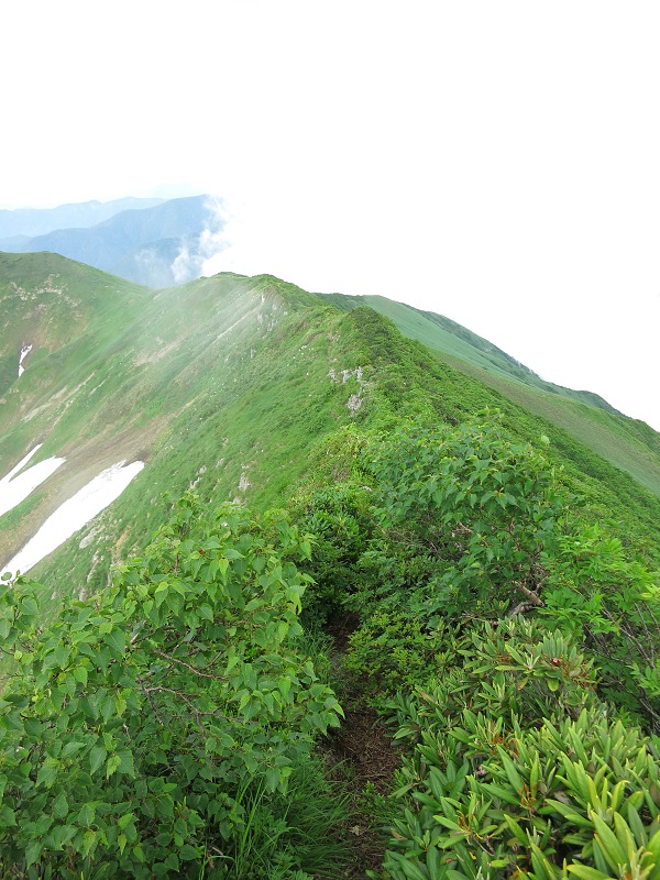 仙ノ倉山への登山道痩せ尾根