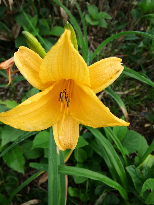 仙ノ倉山への縦走路上ニッコウキスゲの花畑