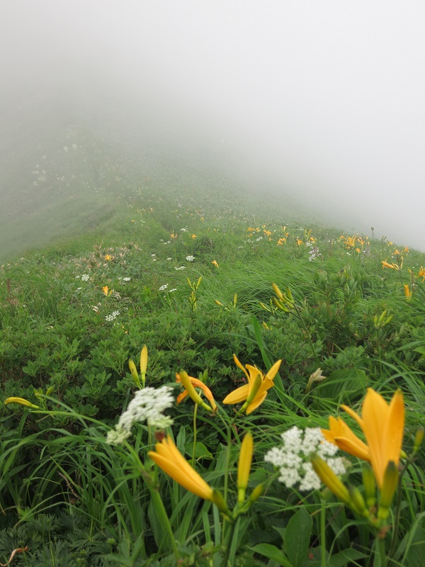 仙ノ倉山への縦走路お花が多い