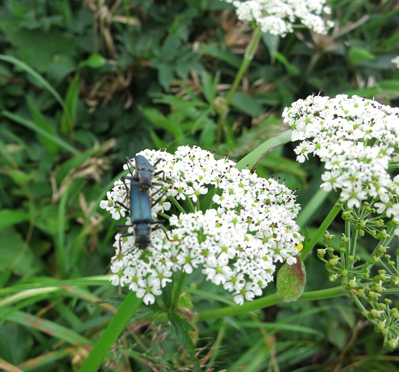 エビス大黒ノ頭への登り道