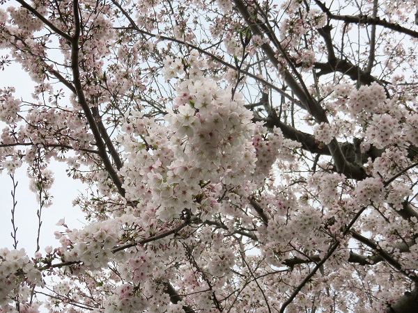 桜の景色