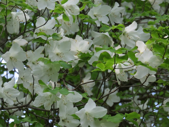 お目当てのシロヤシオ花