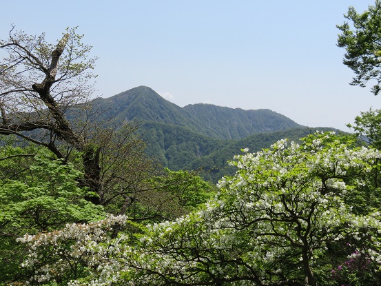 檜洞丸北尾根から蛭ヶ岳、シロヤシオ景色