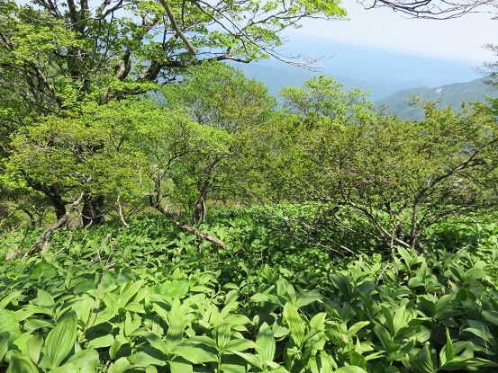 登ってきた檜洞丸北尾根ルート