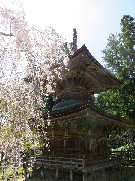 高野山の桜