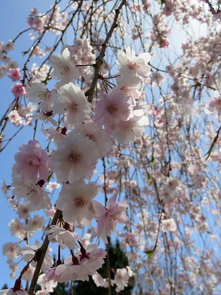 高野山の桜満開の時期