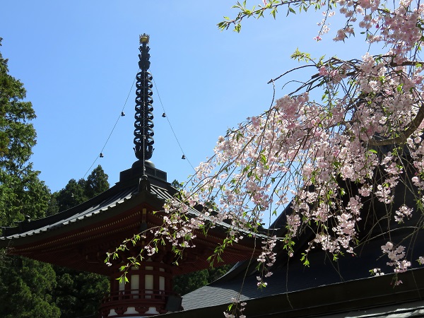 高野山の仏閣と桜